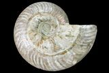Silver Iridescent Ammonite (Cleoniceras) Fossil - Madagascar #159372-1